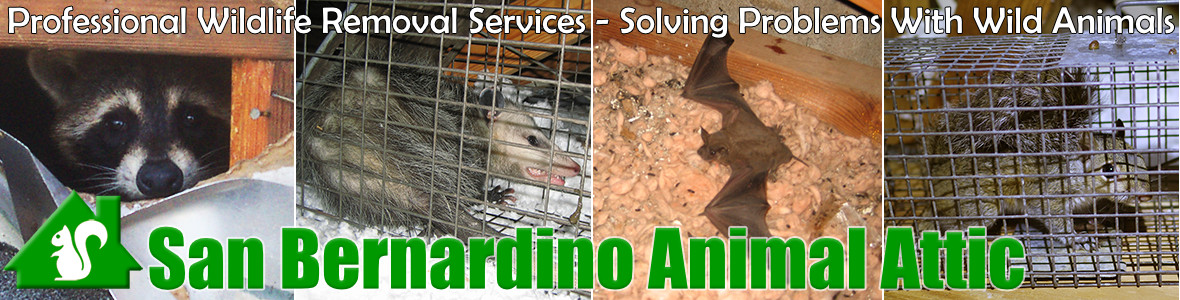 San Bernardino Animal Attic